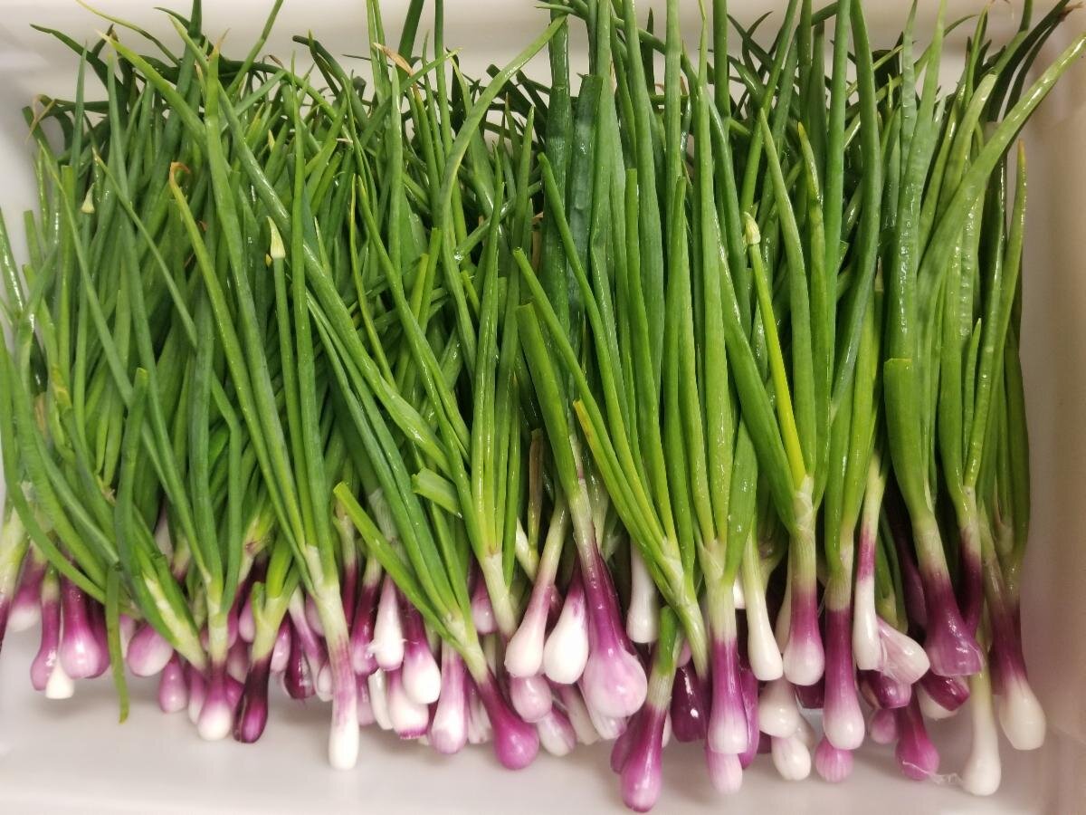 spring onions.jpg