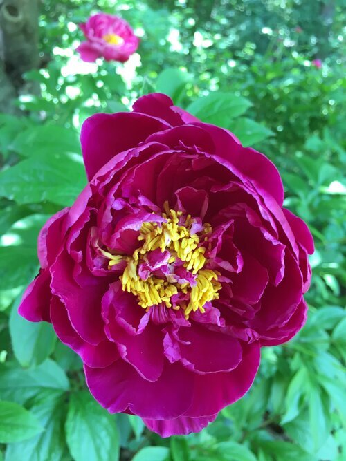 “CARDINAL VAUGHAN” PEONY!