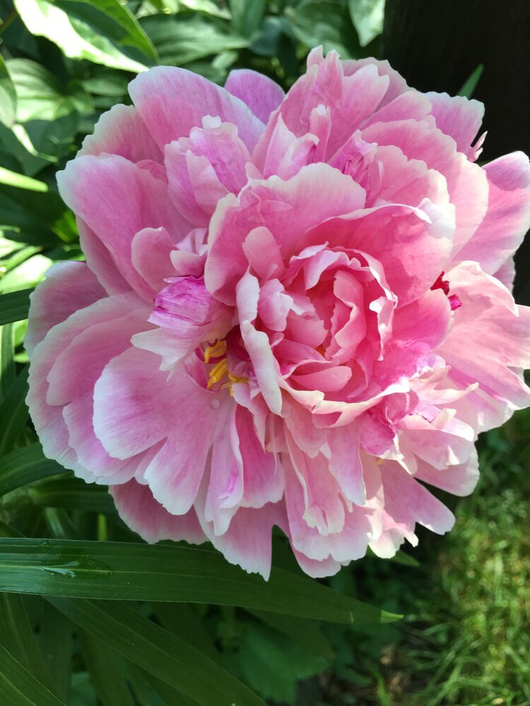 “PILLOW TALK” PEONY