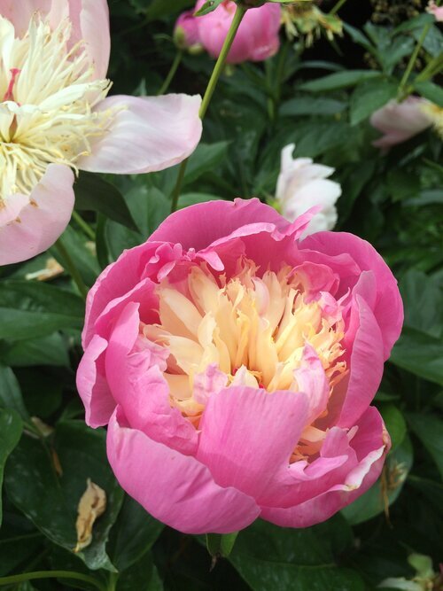 “BOWL OF BEAUTY” PEONY