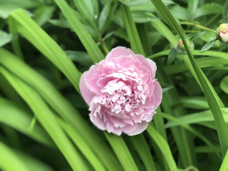 WISH YOU COULD SMELL IT! “SARA BERNHARDT” PEONY