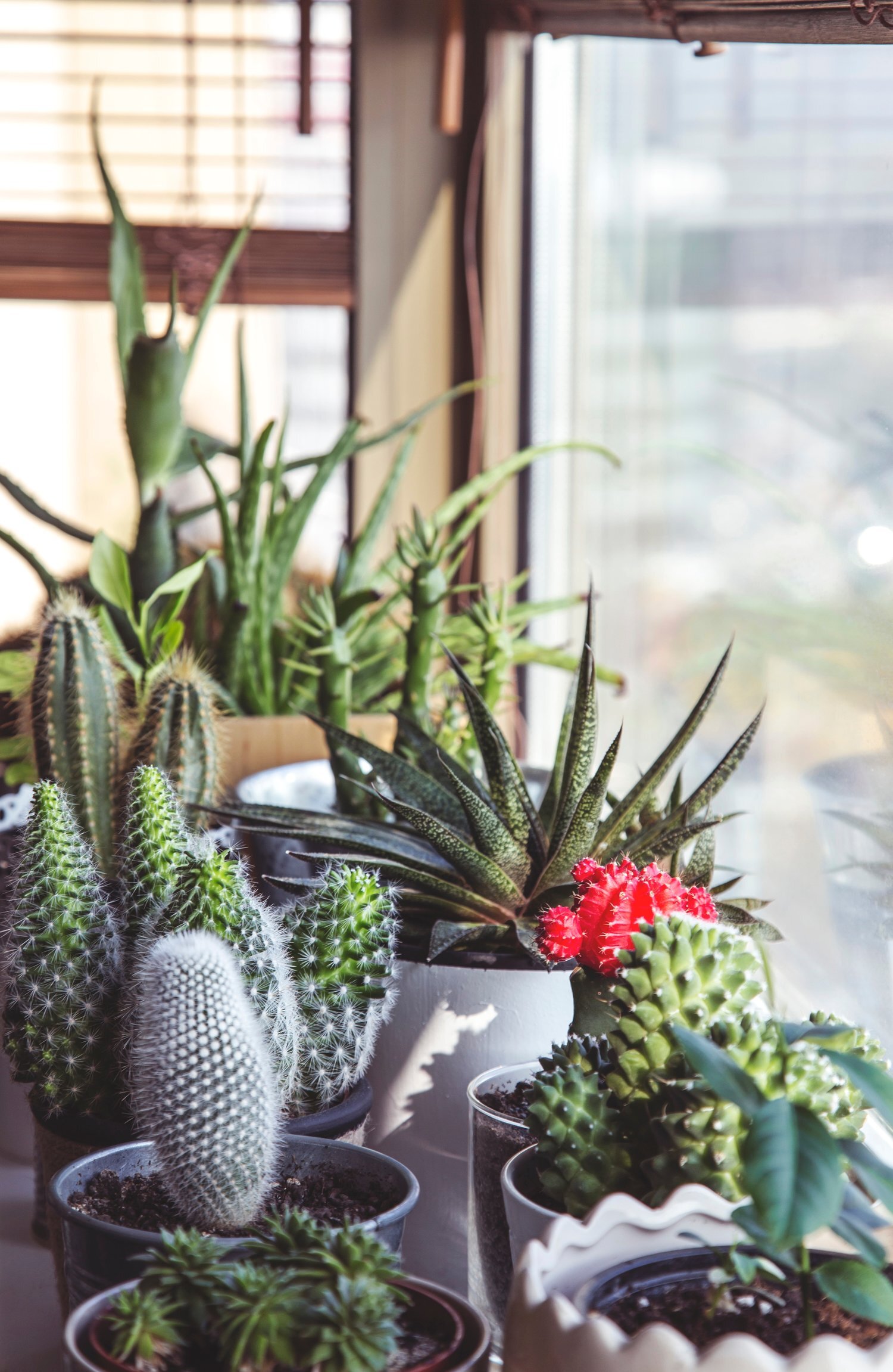 Saving Christmas Cactus=Floral Tip+Fresh Fruit Tip