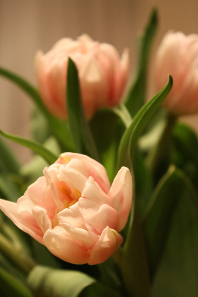 Special Love for Spring Bulb Flowers