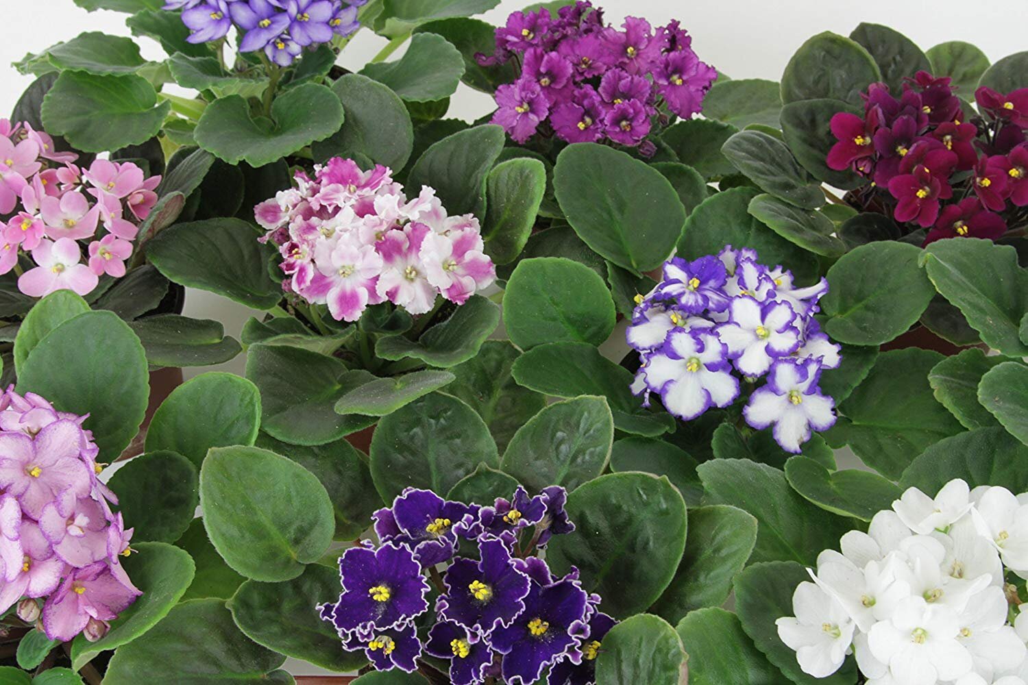 Houseplant Appreciation Day – Keeping your African Violet Happy