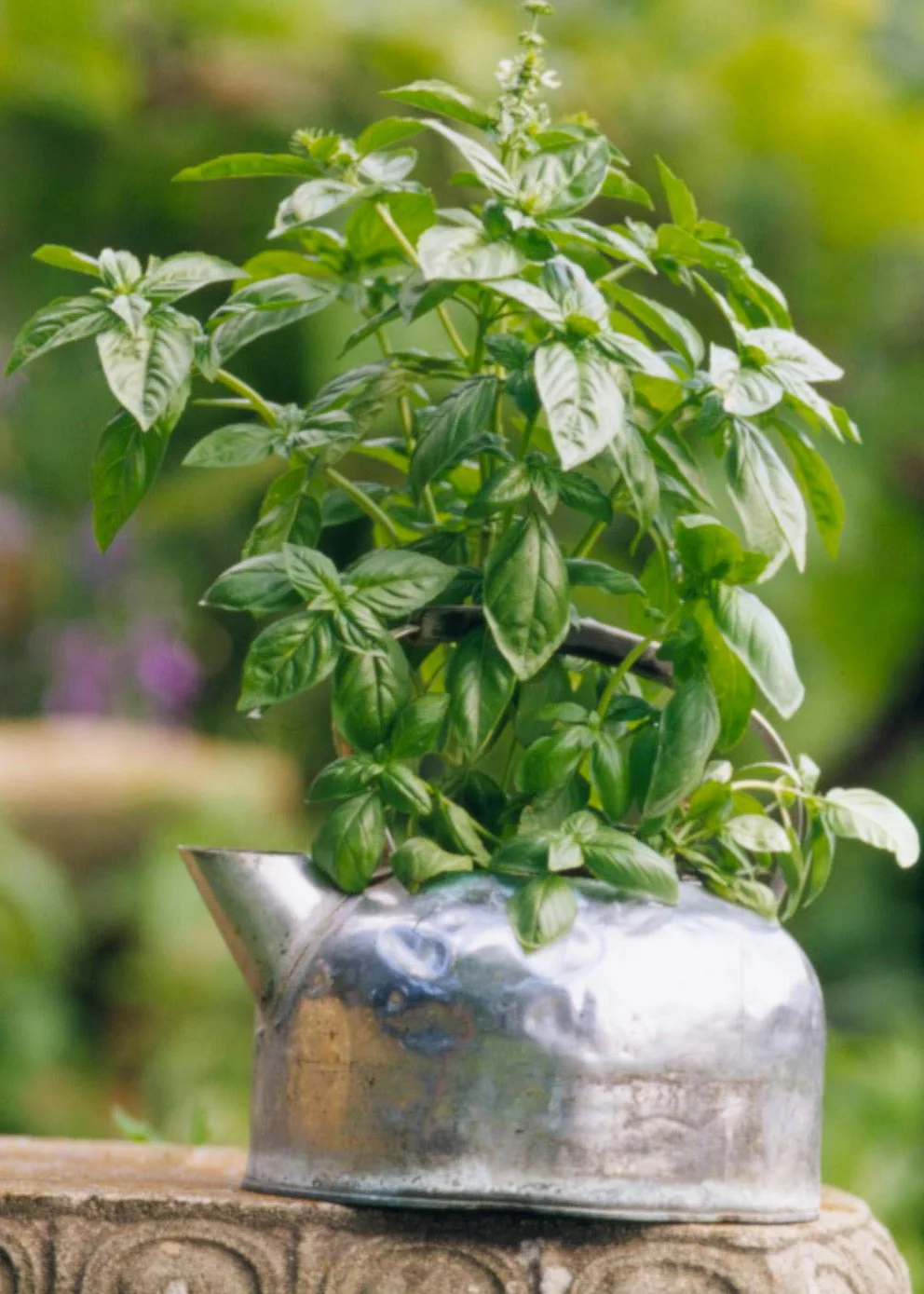 15 of the Easiest Herbs to Grow for Beginners
