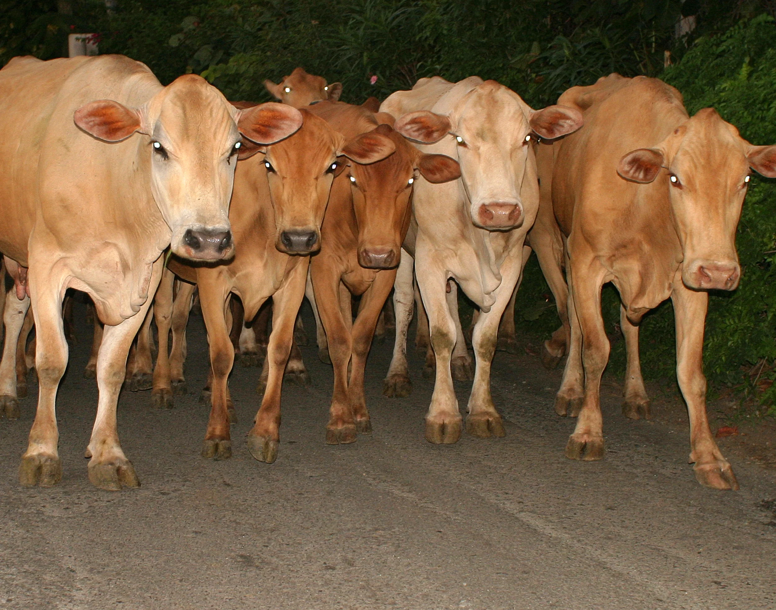 VSP-Cow-Parade.jpg