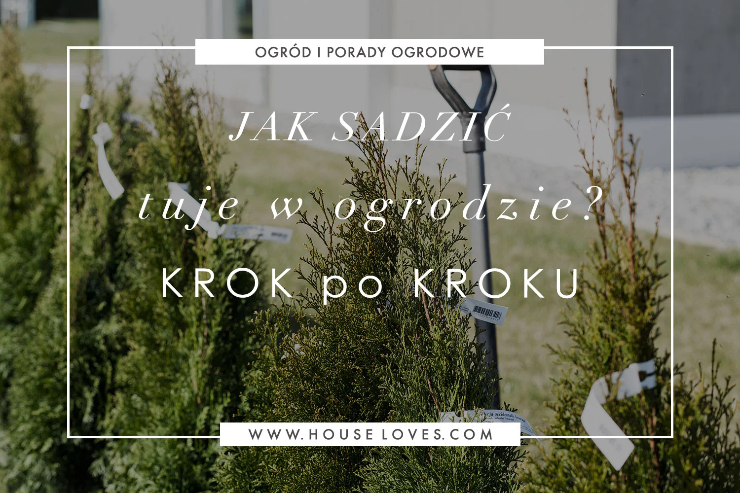 jak-sadzić-tuje-w-ogrodzie-krok-po-kroku.jpg
