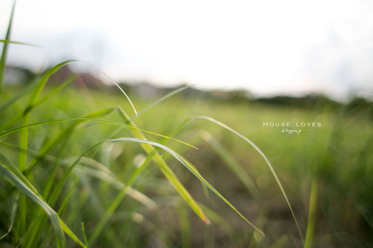 W Ogrodzie // In the Garden