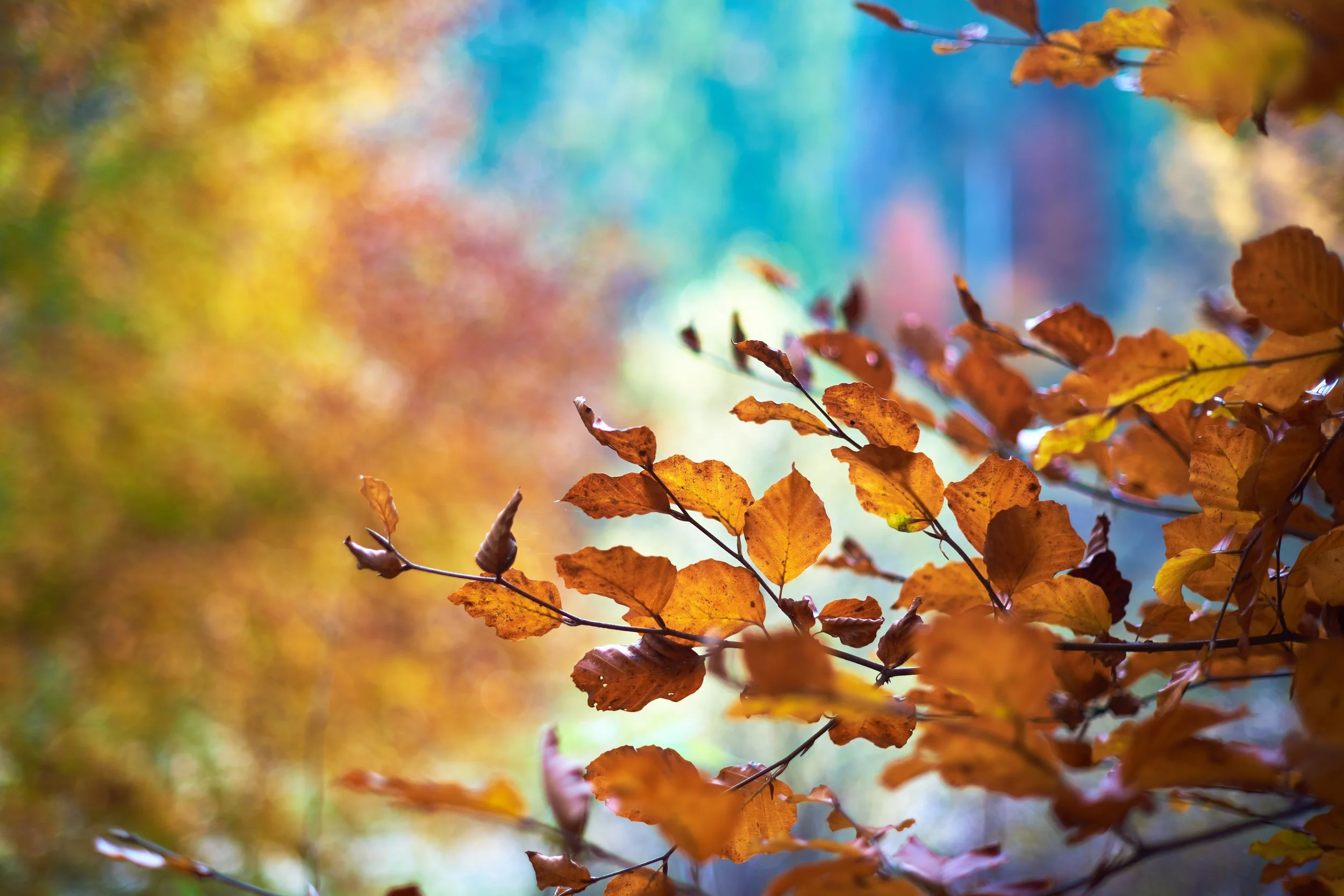 autumn.jpg