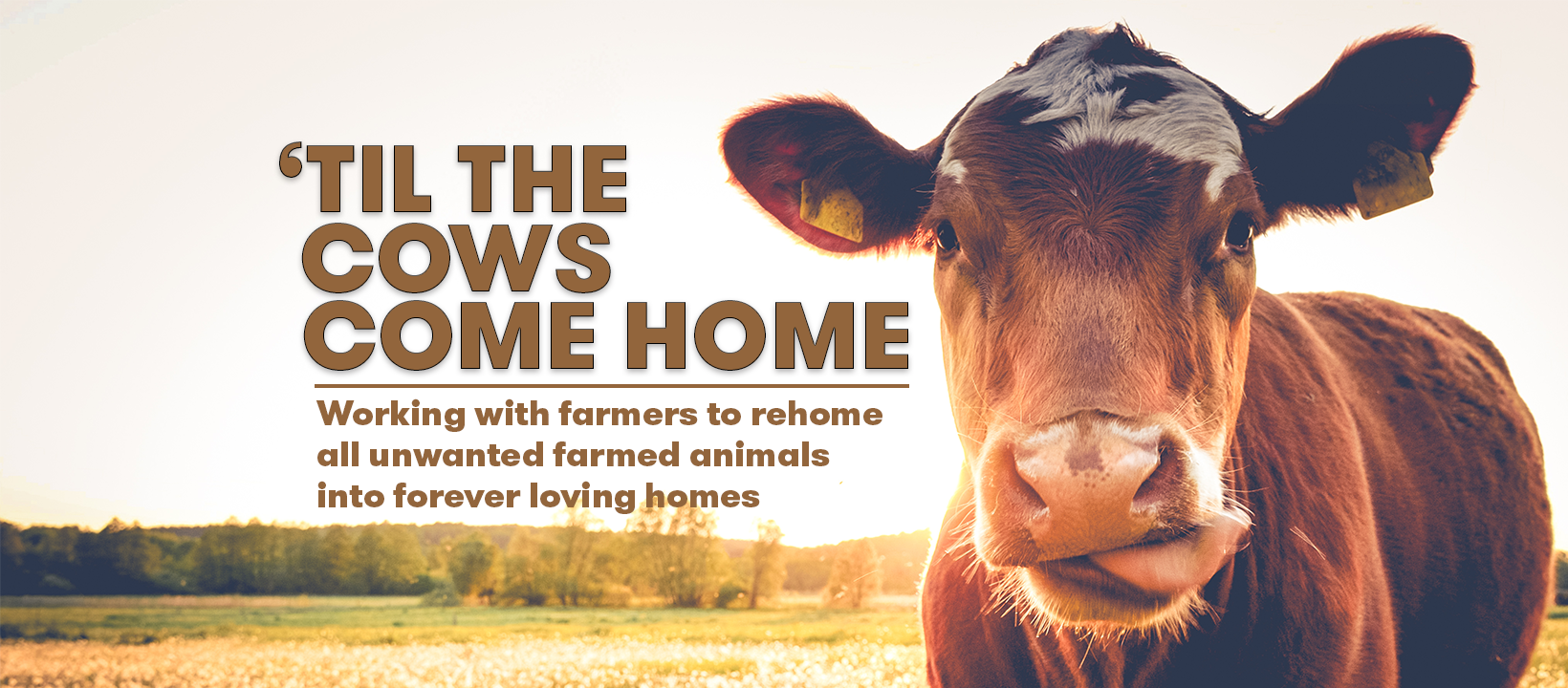 Image thanks to   ‘Til the Cows Come Home