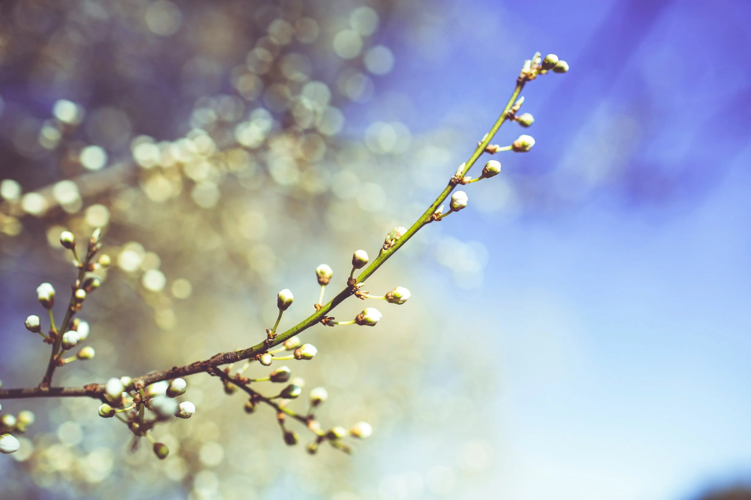 Spring-Renewal-Immersion-Yoga-Corner-19-September-2026.jpg