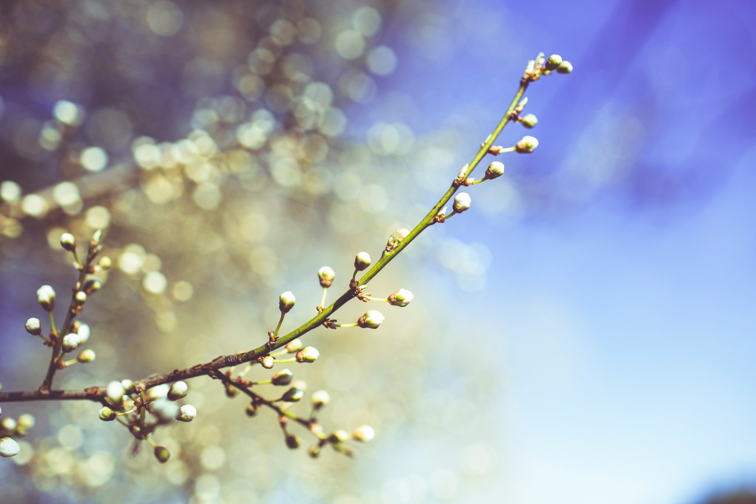 🌱 Spring Renewal Immersion with Amy
