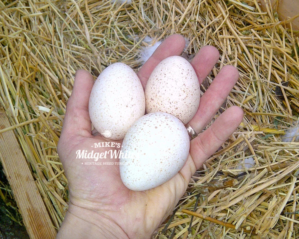 Midget-White-Turkey-Eggs-in-Hand.jpg