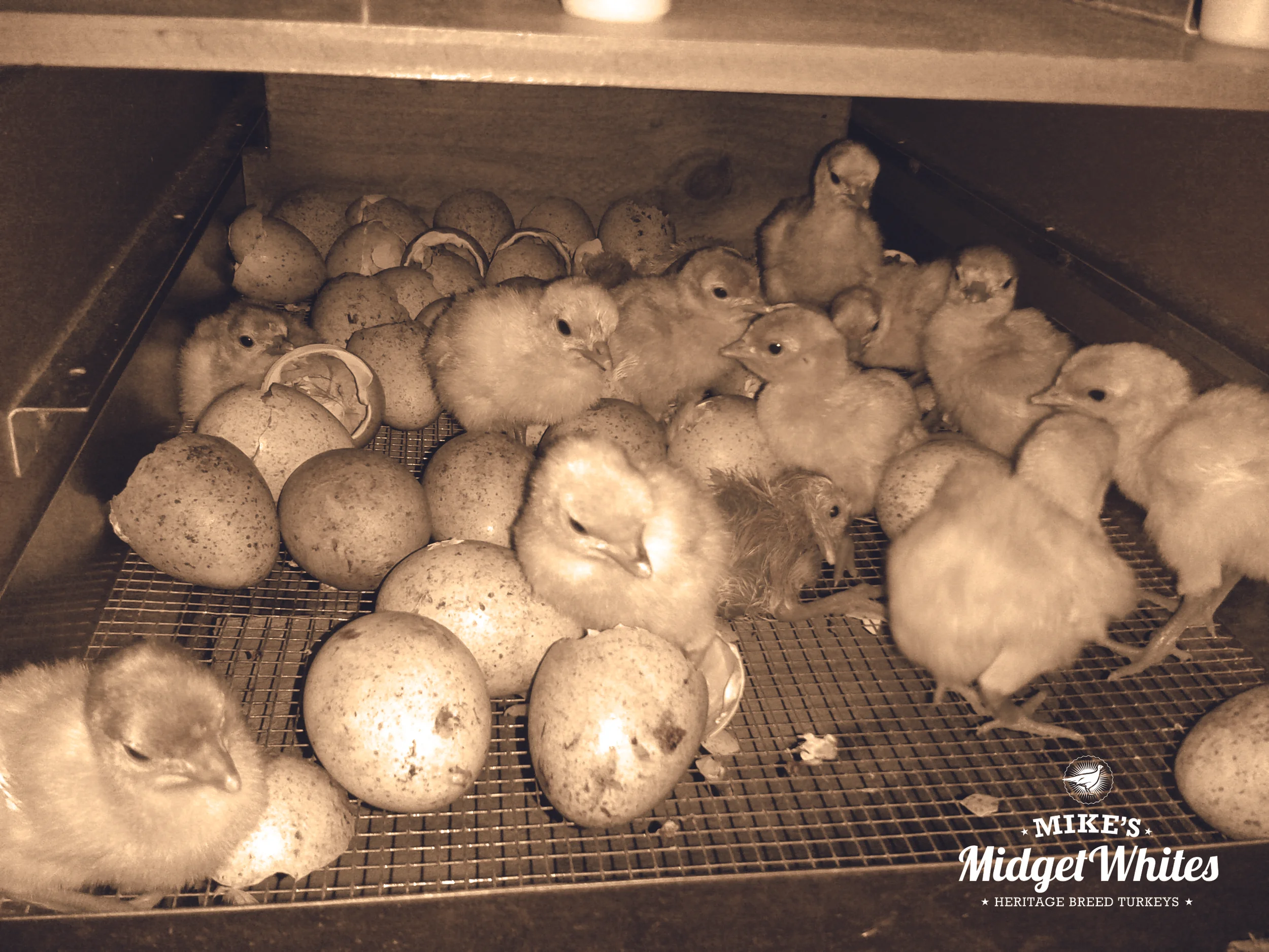 2016 Hatching Eggs Now Available