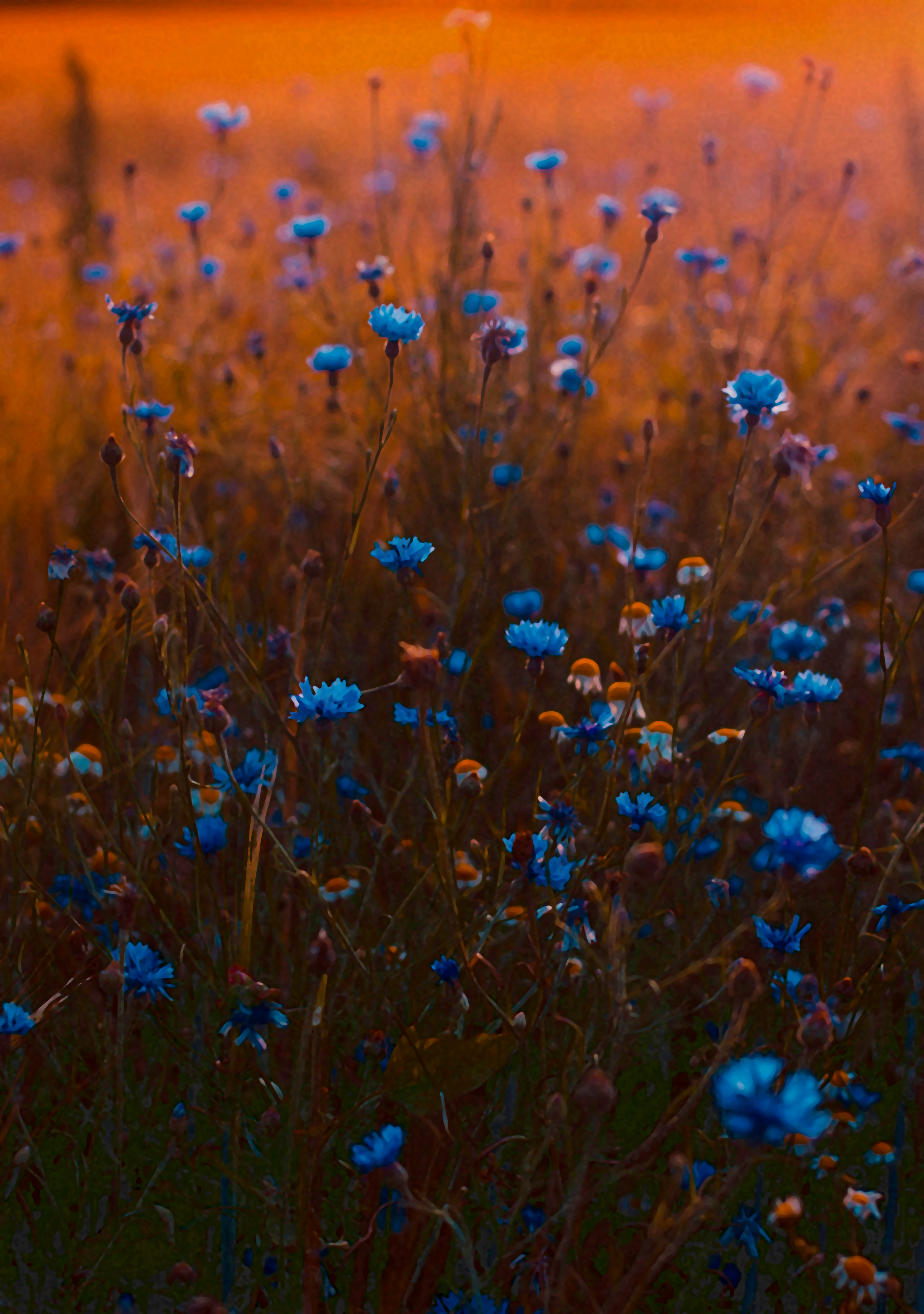 pexels-iriser-673857_A copy.png