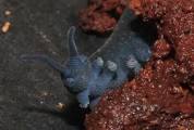 Velvet worm—actually NOT a worm and NOT velvet—takes up to 456.553 days,