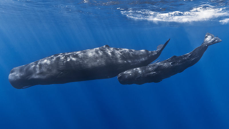 Whales and dolphins: 517.426 (on average with some sperm whales taking 578), humans: 268 days give or take . . . 