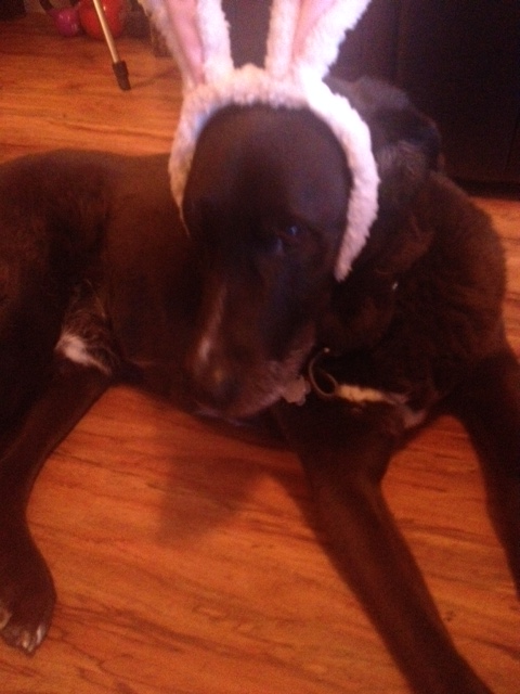 "I really don't want to be dog either. But, I'm not sure a bunny is better option."