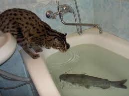 Yeah, if the "baby" is a catfish tossing it might be in order...