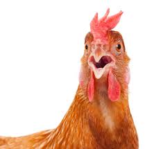 Come on, Chick'n write the list!