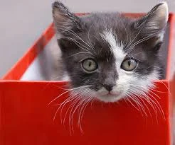 Whiskers on . . . 