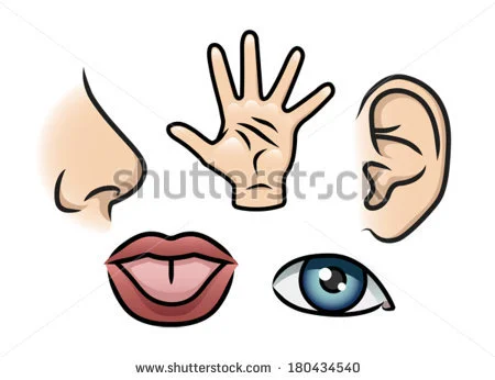 Senses.jpg