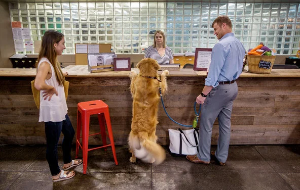 Dog counter.jpg
