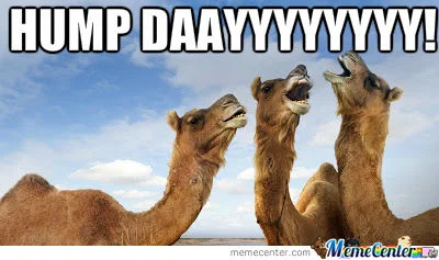 Camel.jpg