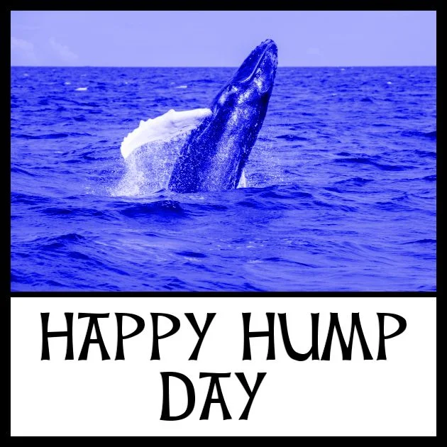 HappyHumpDay whale.jpg