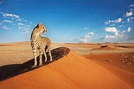 desert.jpg