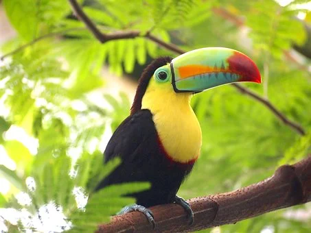 toucan.jpg
