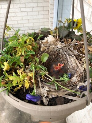 Nestlings in sis-in-law Liz’s pansies.