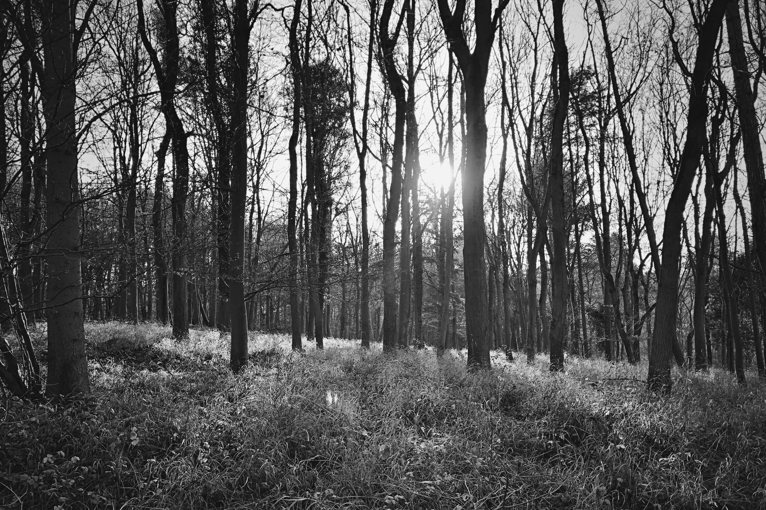 RNI-Films-IMG-BFEA0587-A53A-4E08-9320-3EF2ED646B9C.JPG