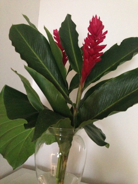 How To Care For Red Cut Ginger Flowers Bed Bruncheon