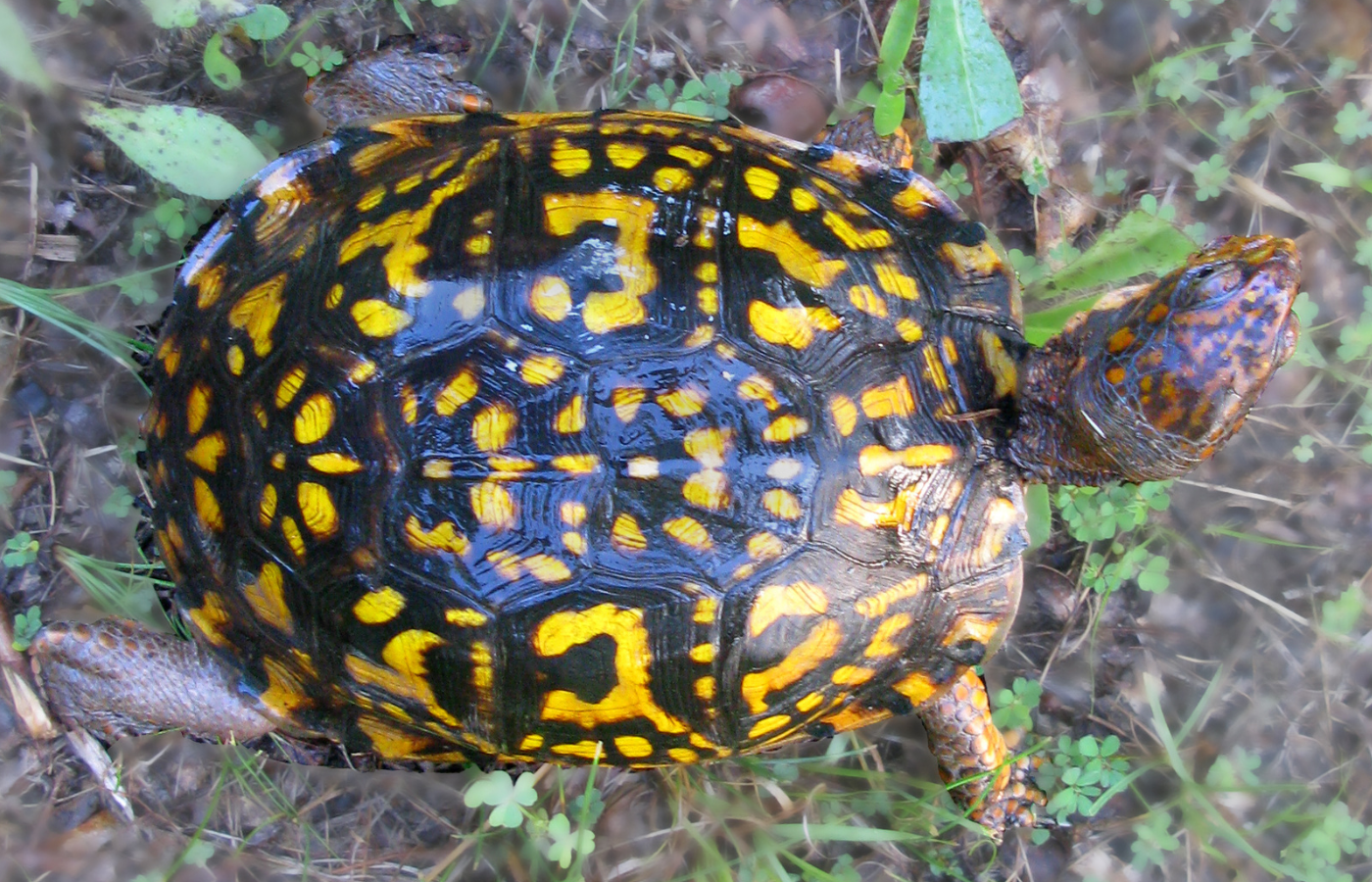 This slow and steady critter stole our hearts! Meet your 2026 Potomac ...