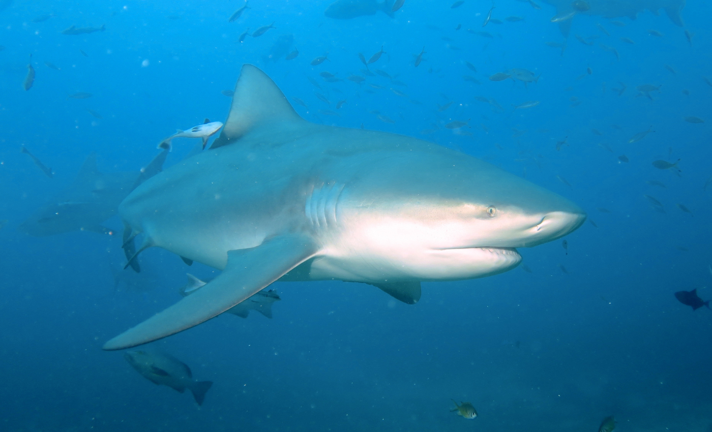 How the Potomac River shapes local wildlife — Potomac Conservancy