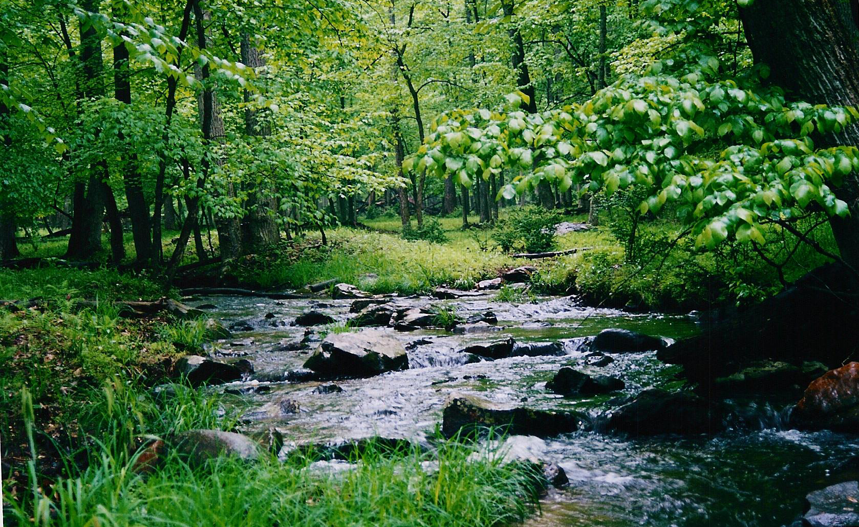 stream through trees 2, June 2003 - h. richards, 2003.JPG