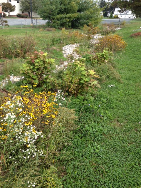 Rain Gardens and the Potomac