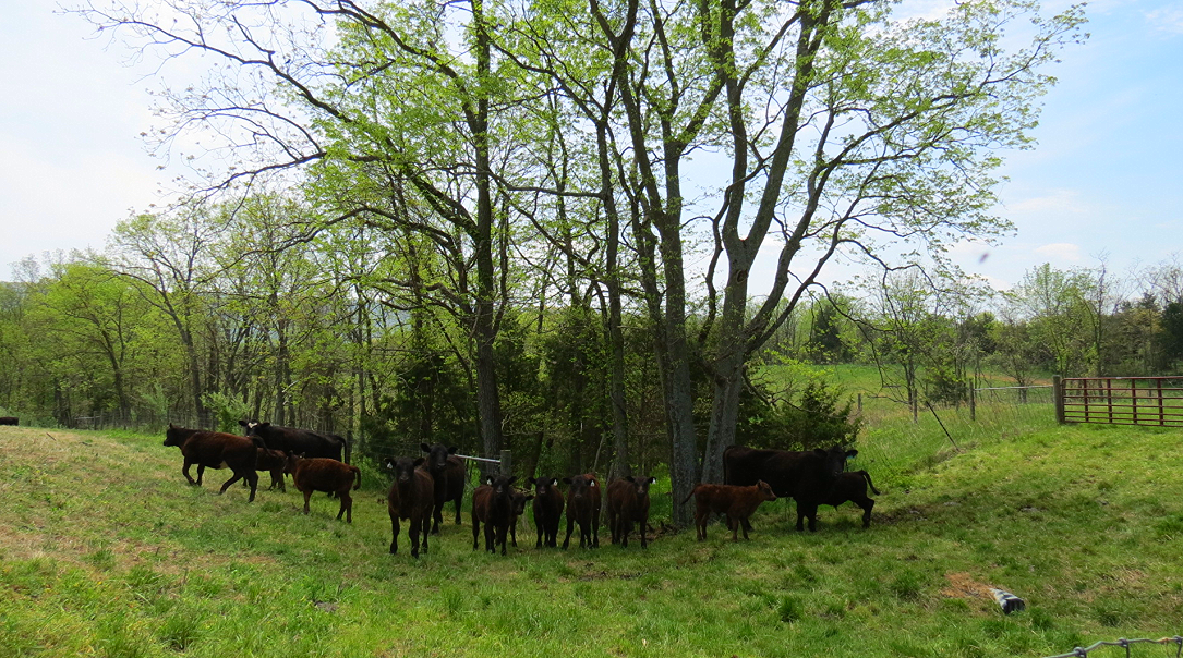 Cows near riparian tree buffer
