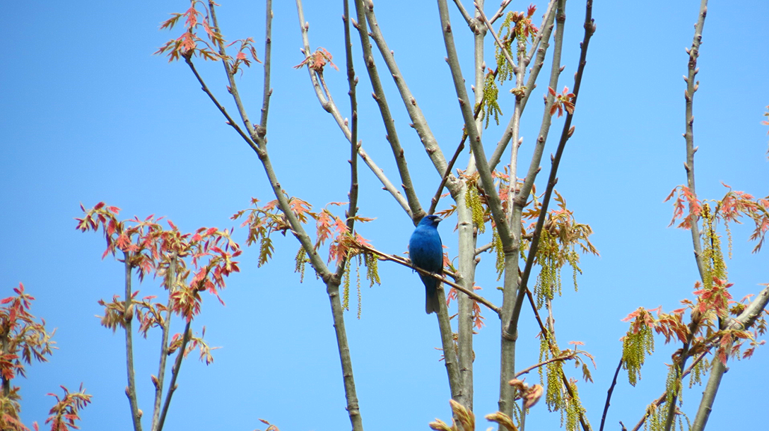Indigo Bunting