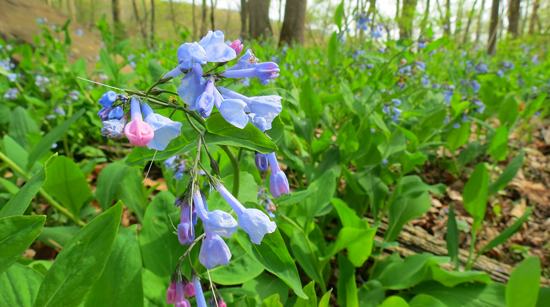 Bluebells