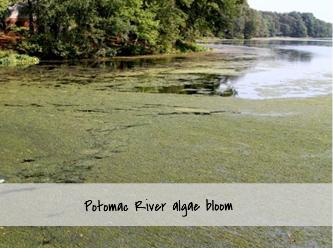 algae 2.png