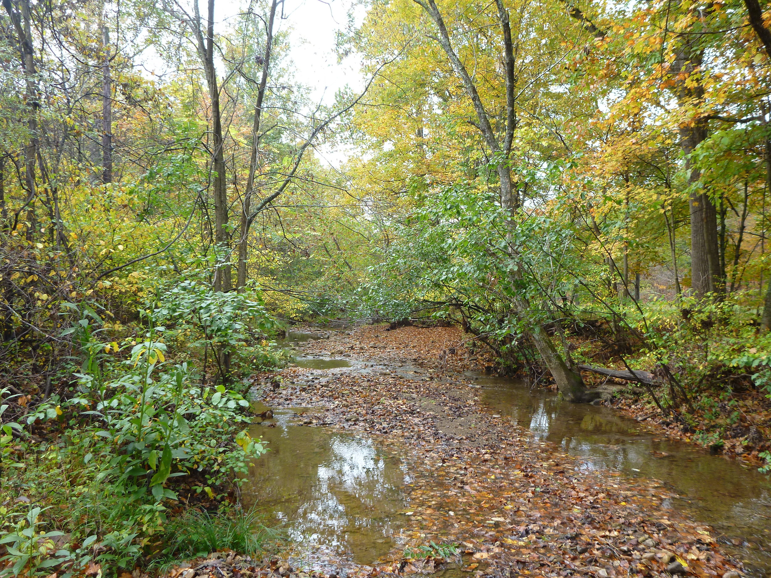Back Creek