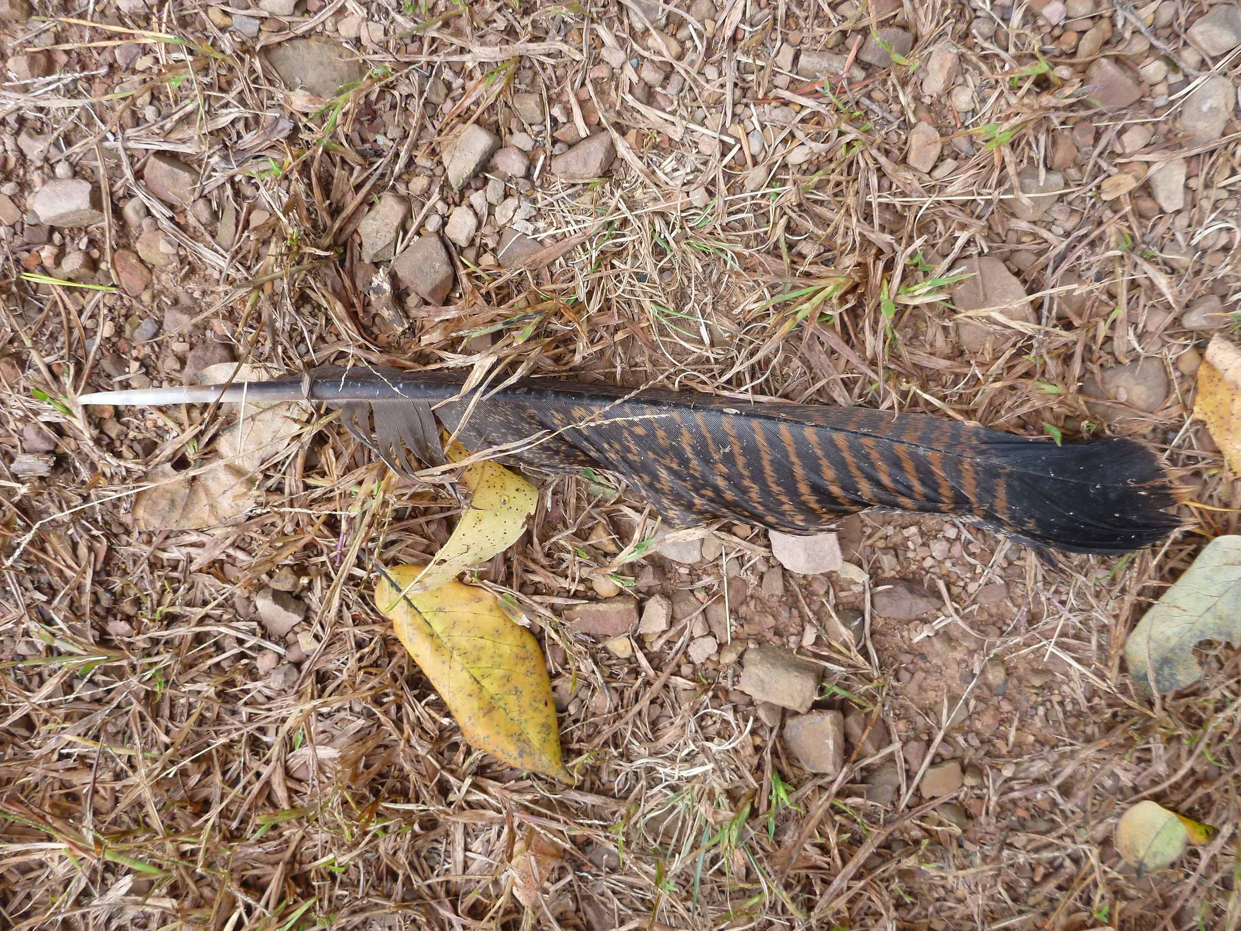 Wild Turkey Tail Feather