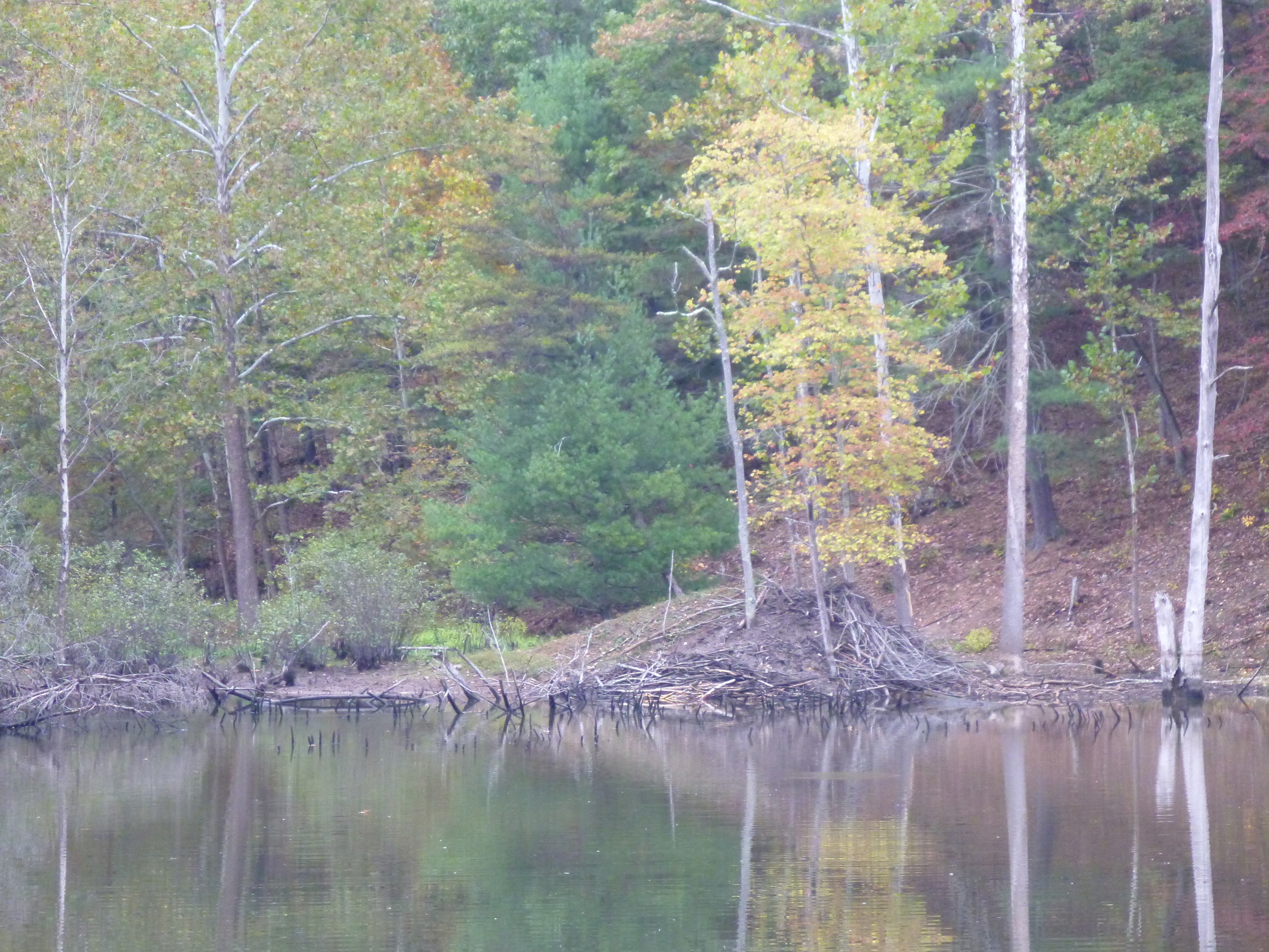 Beaver Lodge