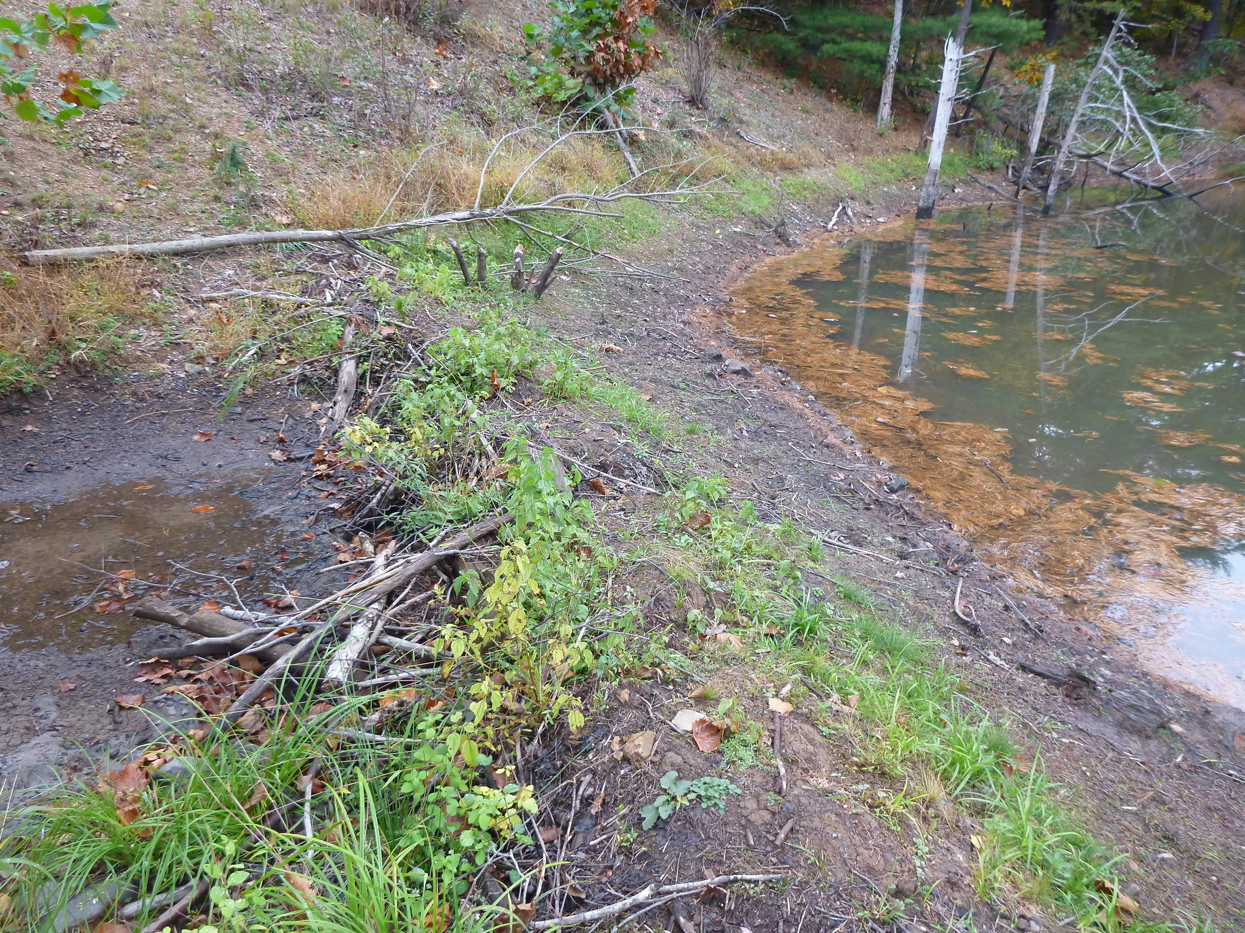 Beaver Dam