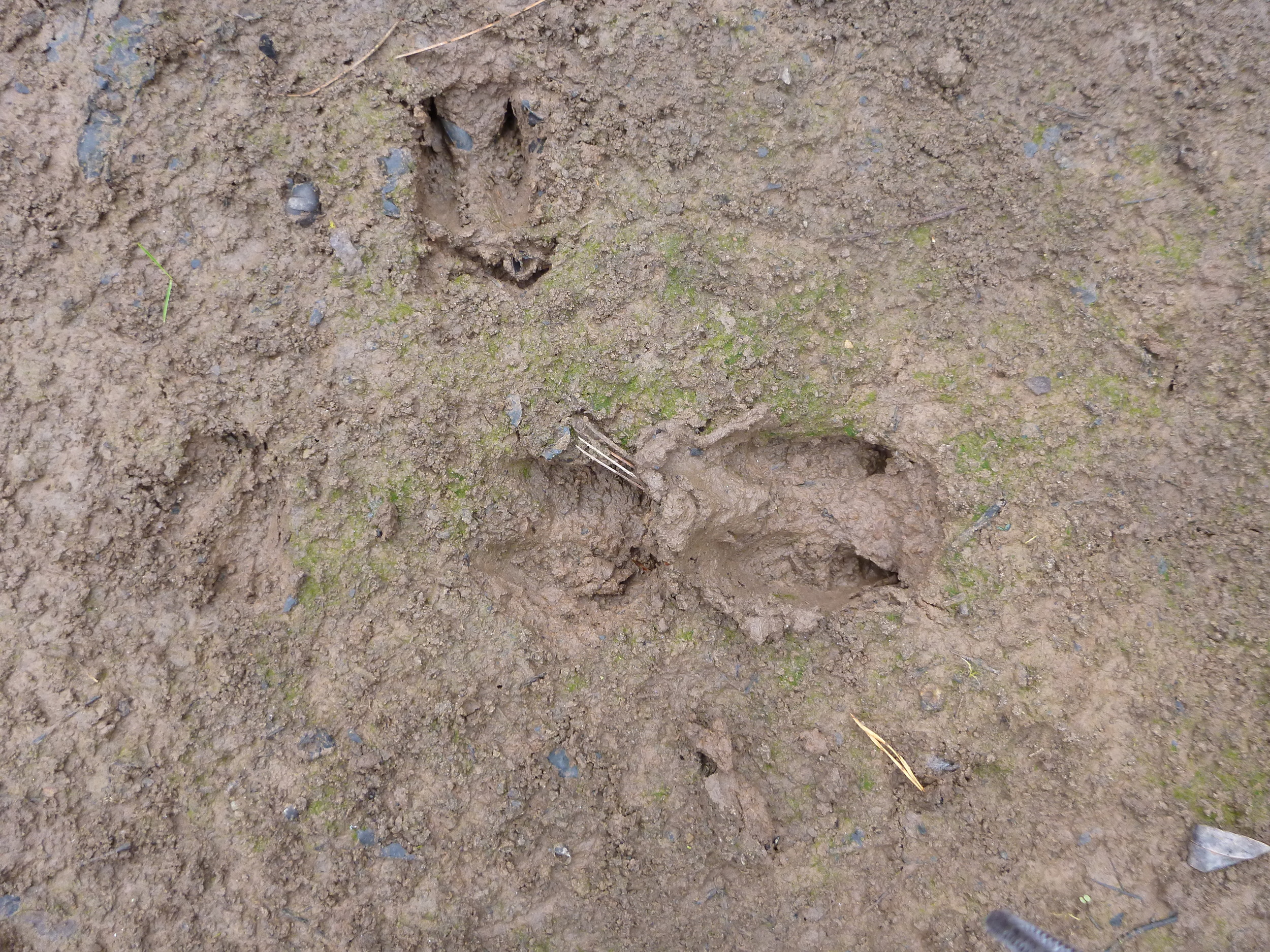 White-Tailed Deer Prints