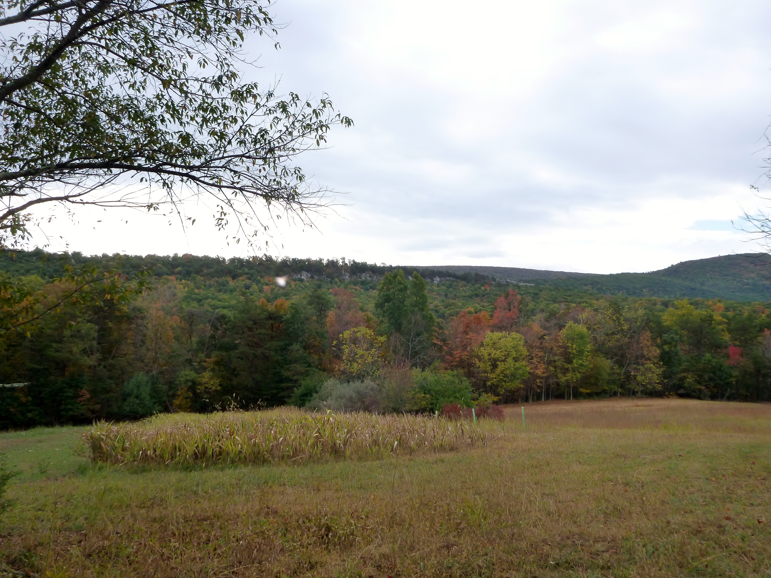 Wildlife Food Plot