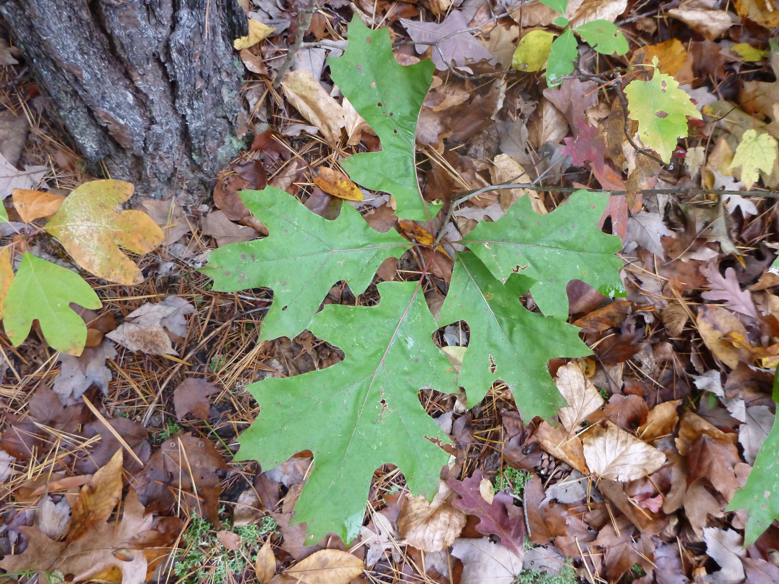 Northern Red Oak Sapling