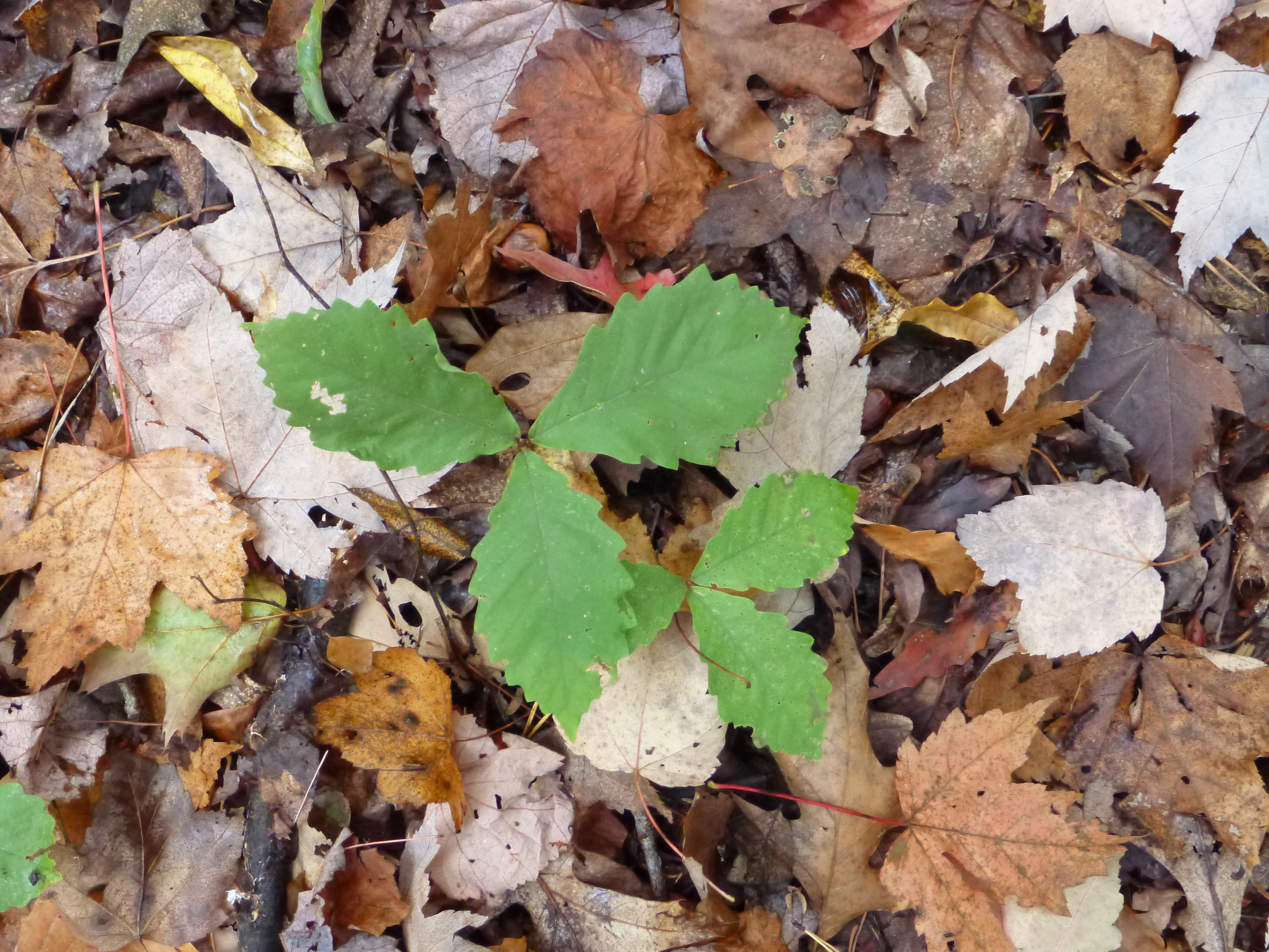 Chestnut Oak Sapling